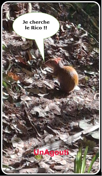 Un Agouti 2